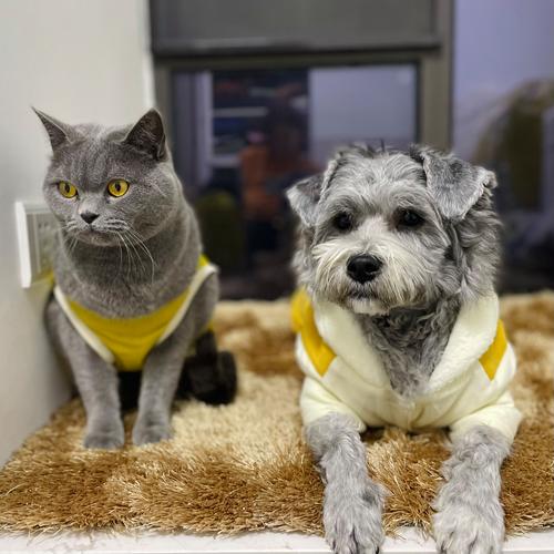 雪纳瑞串,雪纳瑞串串能长多大