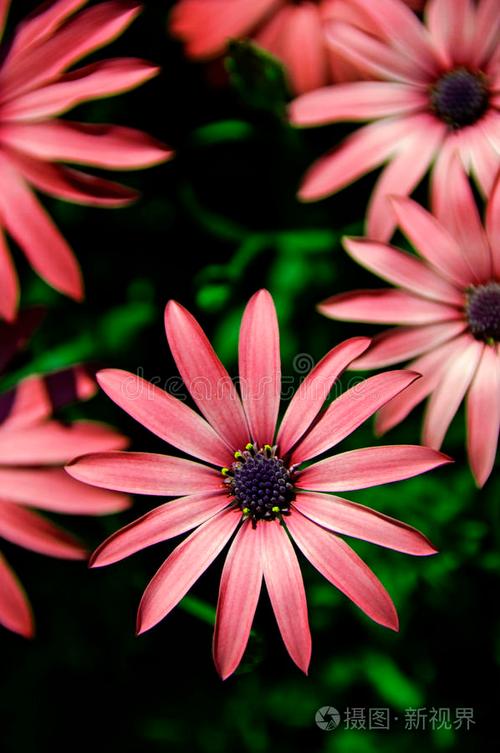 野花日本hd免费完整版高清版7/野花日本hd免费完整版高清版7精品版观看