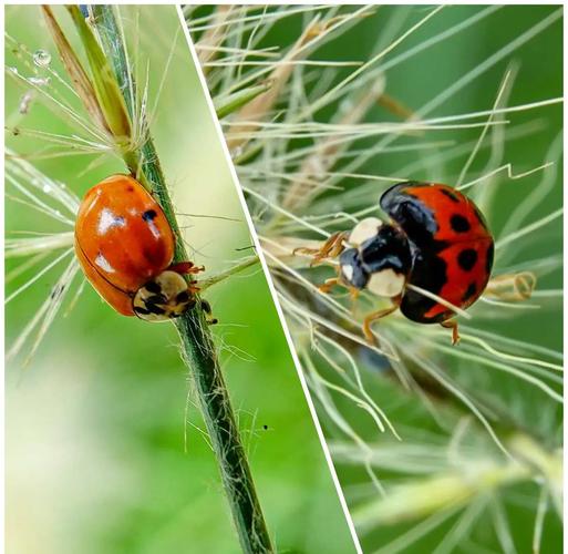 甲壳虫种类图片大全/甲壳虫有哪些品种昆虫