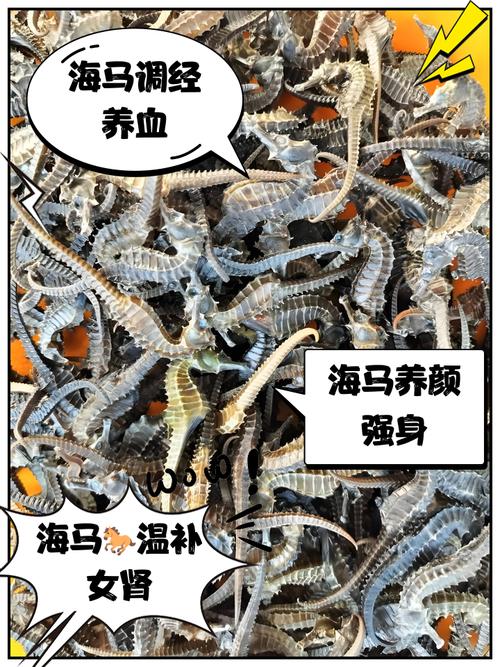 女人吃海马的好处和吃法,女人吃海马好不好